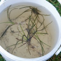 Floating Water Plantain